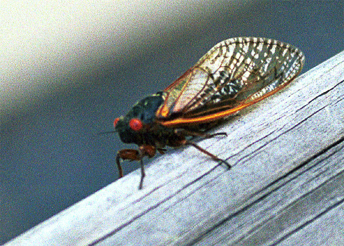 Cicada