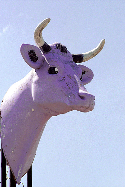 A Purple Cow