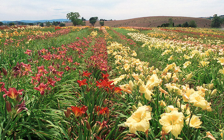 Field of Day Lilies