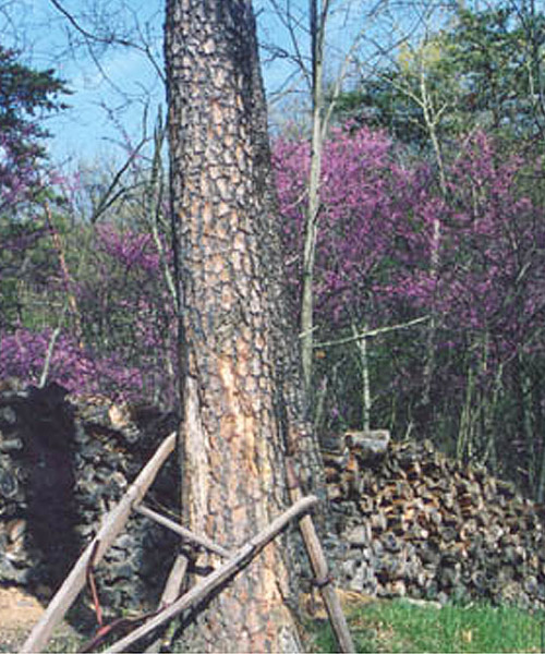 Redbud and Woodstack