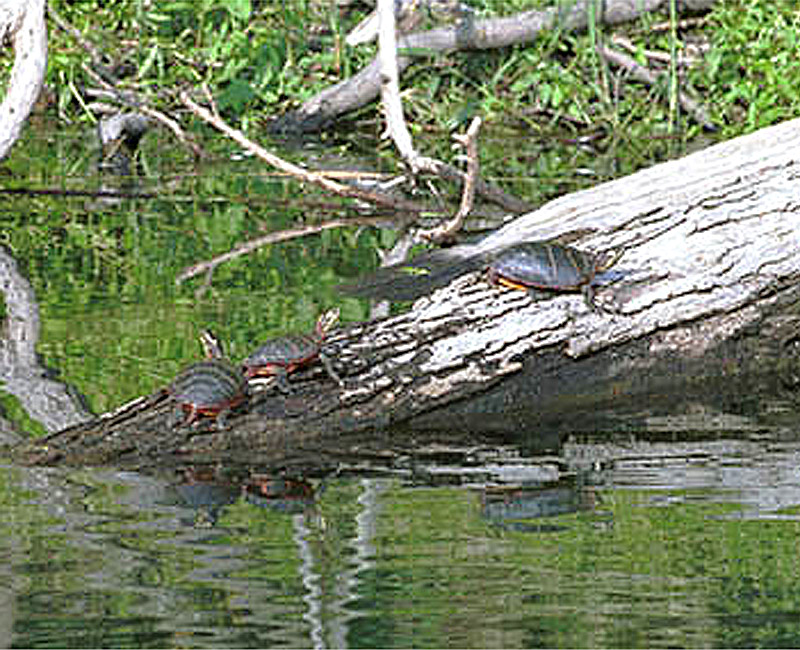 Lake Laura Turtles