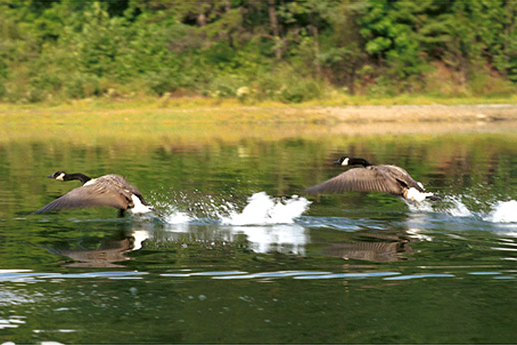 Flying Geese on Lake Laura