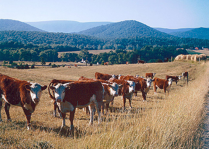 Description: Valley Pasture Dwellers