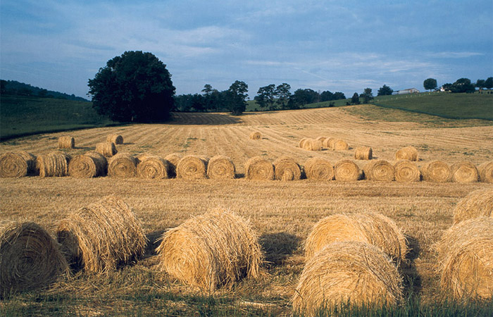 Valley Hay