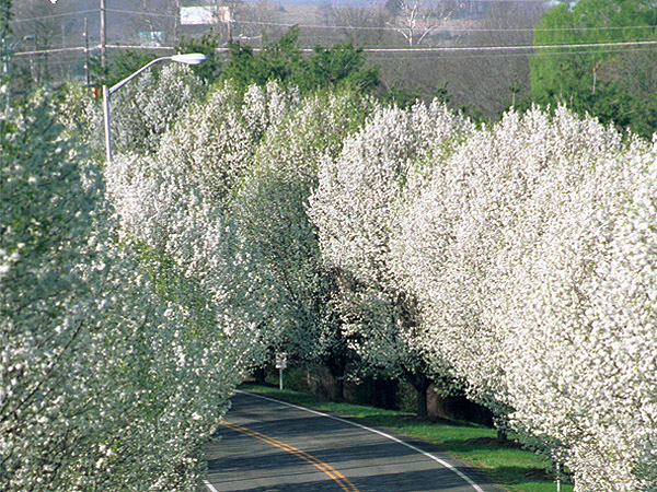 Ornamental Pear Tree Blossoms