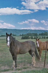 Description: Description: Description: Description: Description: Description: Description: Description: Description: Description: Description: Description: Description: Description: Description: Description: N:\Shenandoah2000\Archive Web Files\My Webs\RonaldElliott\Catalog\T752.jpg